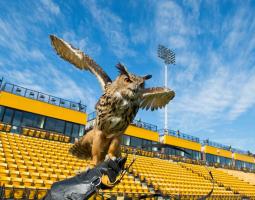 Kennesaw State University, Государственный университет Кеннесо