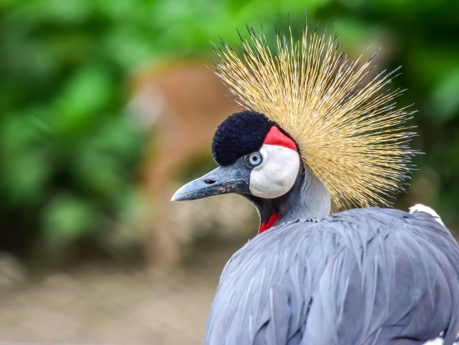 Toronto Zoo