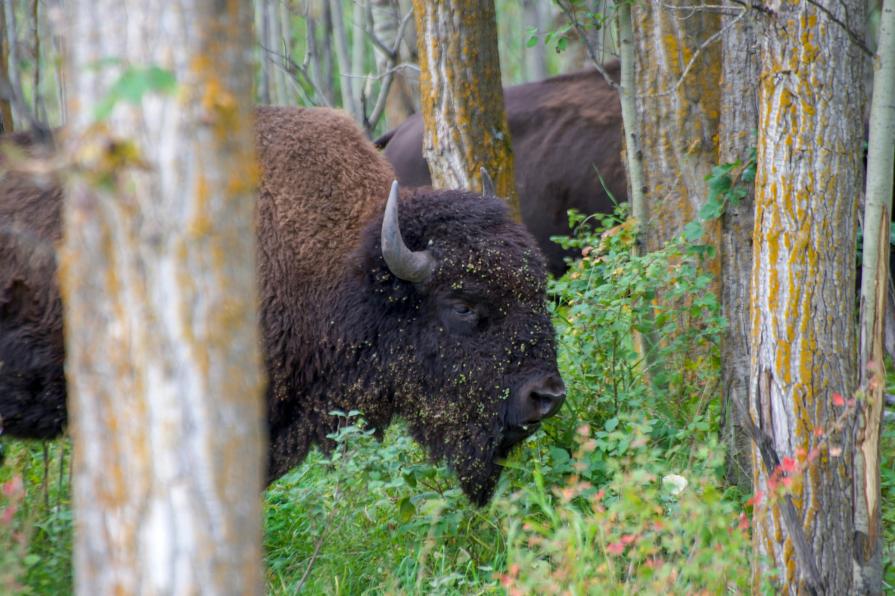 Wood Buffalo: Largest National Park of America