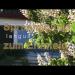 gallery video